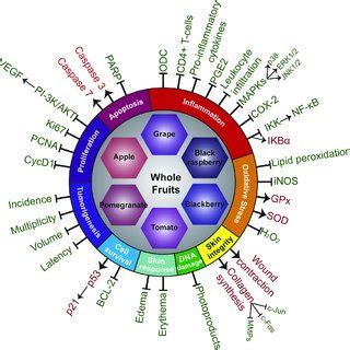 Molecular Mechanisms Of Whole Fruit Products Involved In The Prevention