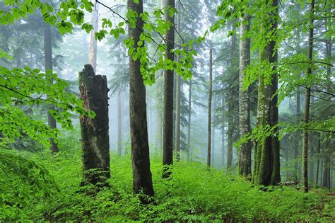 Anunț public privind etapa de încadrare Carpathia