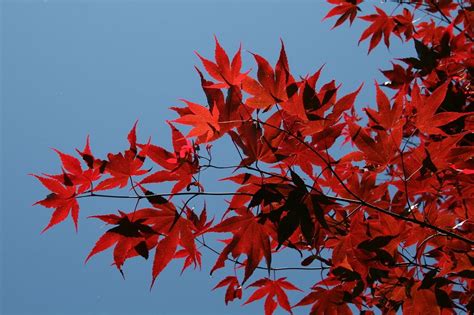 Acer Palmatum Osakazuki