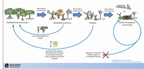 Mangrove Model