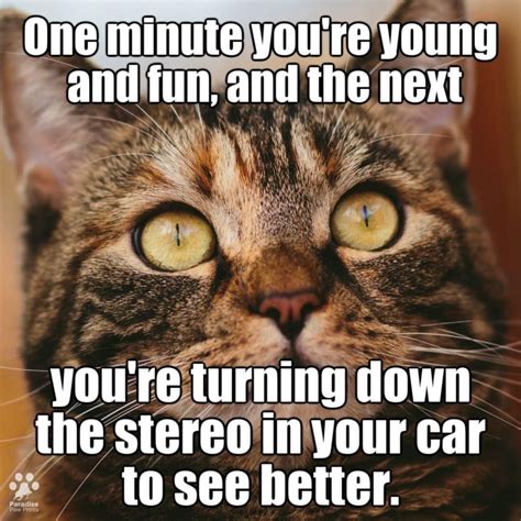 funny animal quotes funny animal pictures animal memes funny animals