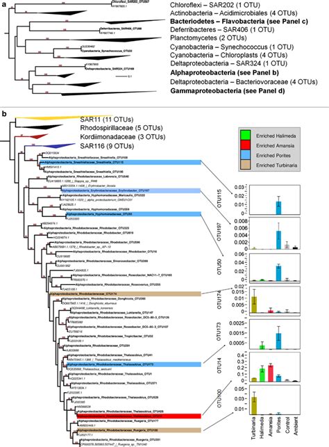 Maximum Likelihood Phylogeny Of All Otus Analyzed In This Study