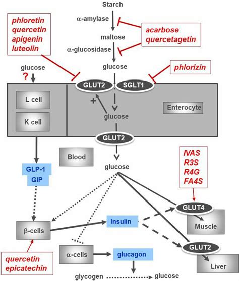 Diagrammatic Representation Of The Pathways Involved In Glucose Download Scientific Diagram