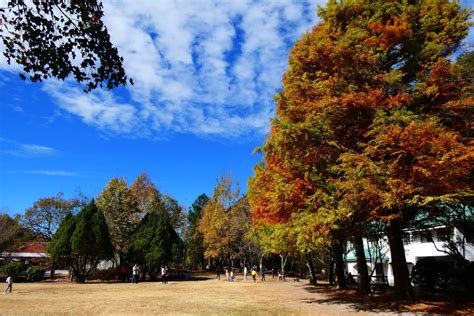 奧萬大森林遊樂區超完整賞楓攻略奧萬大賞楓景點整理 LINE 熱點