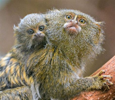 Worlds Tiniest Monkey Species Born At Chester Zoo Zooborns