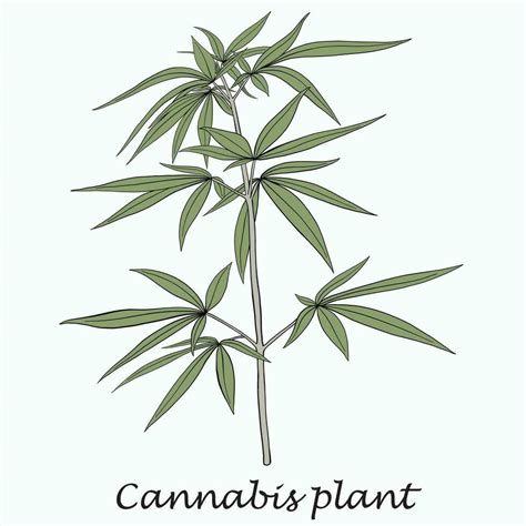 Simplicity cannabis plant freehand drawing flat design. 30521751 Vector ...