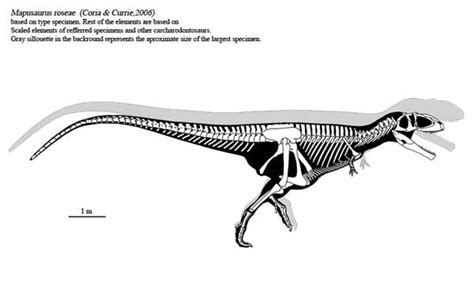 PALEONTOLOGICAL STUDIES OF SOUTH CAROLINA | Mapusaurus Information Sheet