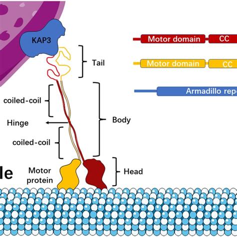 Domain Organization Of Components Of The Mammalian Kinesin Machinery