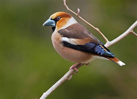 A Joint Outing To Curraghchase Forest Park Birdwatch Ireland