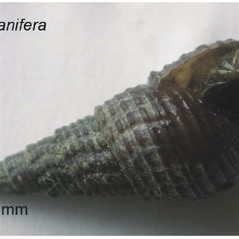 Tarebia Granifera The Quilted Melania Snail Has Invaded Freshwater Download Scientific Diagram