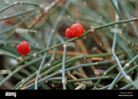 Ma Huang Plant Seeds