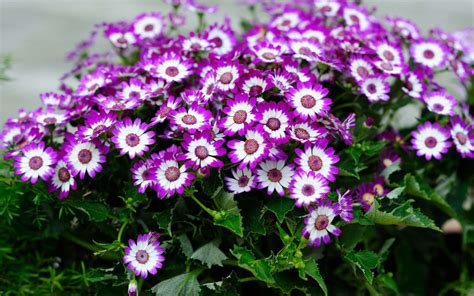 Цветы Однолетки Фото И Названия – Telegraph