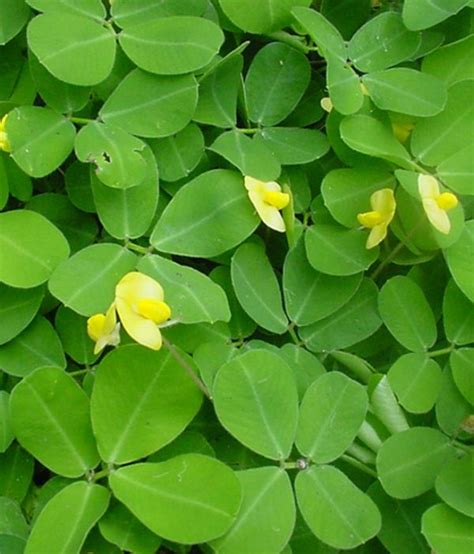 Pinto Peanuts Arachis Pintoi Yandina Community Gardens