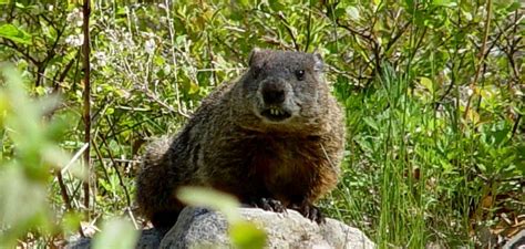 how to get rid of woodchucks under house