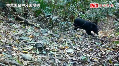 卡哇依！台灣黑熊提腳搔癢賣萌 群熊現蹤桃山部落（林業署台中分署提供）─影片 Dailymotion