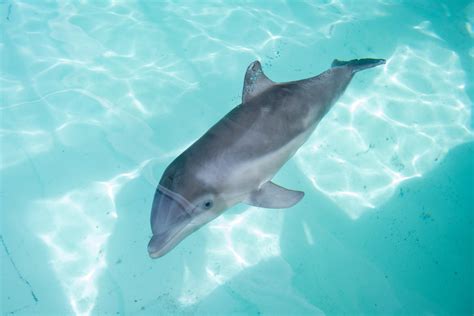 Injured baby dolphin rescued in Florida