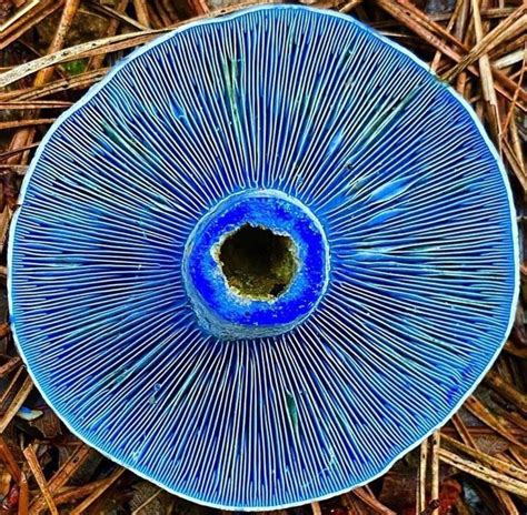 🔥 Indigo Milk Cap Mushroom R Natureisfuckinglit