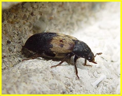 Larder Beetle - Plant & Pest Diagnostics