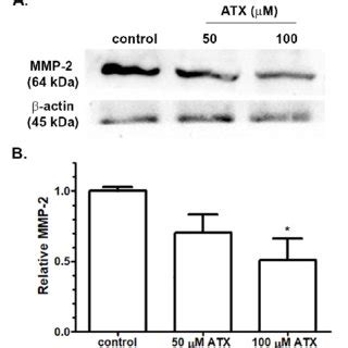 A The Expression Of Mmp Protein Following Atx Treatment In A