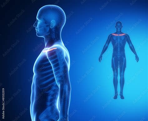 CLAVICLE bone anatomy x-ray scan Stock Illustration | Adobe Stock