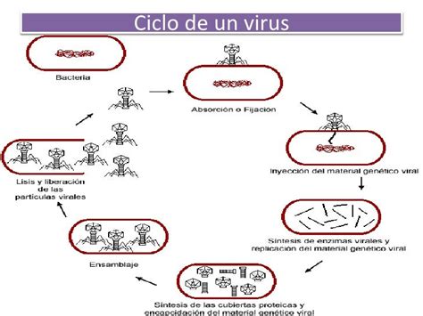 Tema 08 Los Seres Vivos