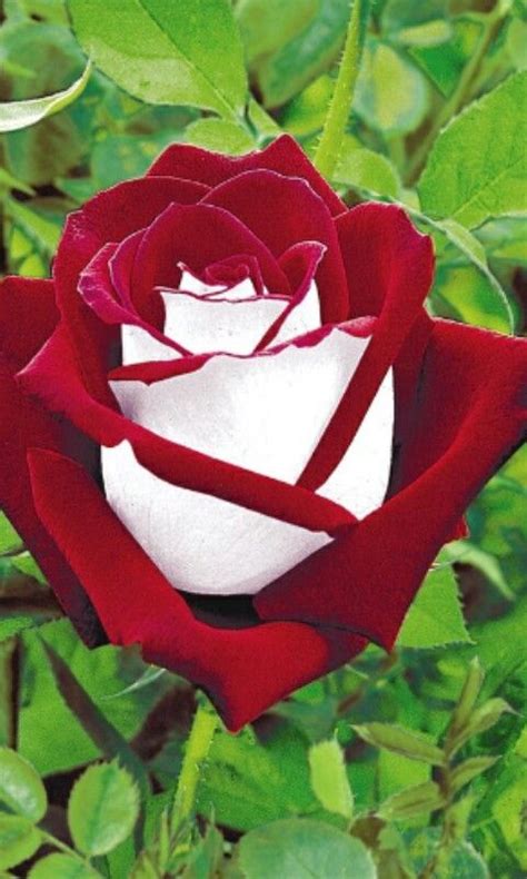 A Red And White Rose Is In The Middle Of Some Green Leaves On A Bush