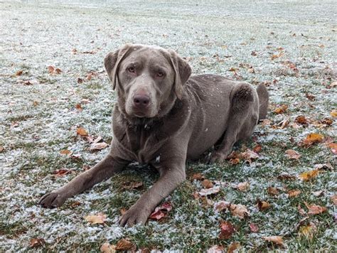 Silver Labrador - Temperament, Training, And Traits