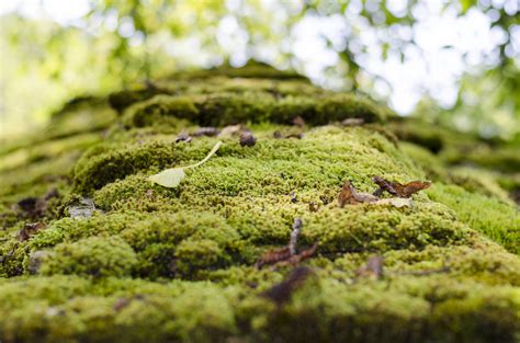 How to Get Rid of Roof Moss | Warner Roofing & Construction Inc