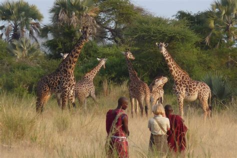 How the Maasai and Wildlife Coexist | Adumu Safaris