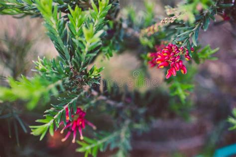 Planta Nativa Austral De Grevillea Con Flores Rojas Al Aire Libre En