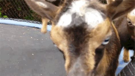 These Baby Goats Jumping On A Trampoline Will Make Your Day