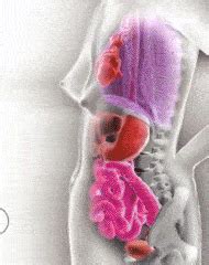 X Ray Cross Section Sex Telegraph