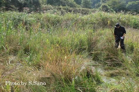 水生昆虫からみた房総半島の里山（2022年10月初旬） 海を歩くゲンゴロウ