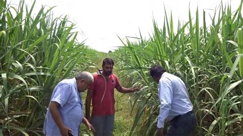 A Unique Method Of Sugarcane Cultivation Youtube