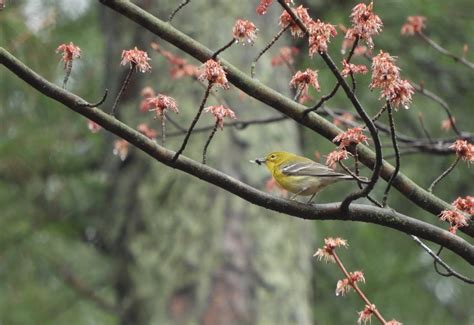 Pine Warbler – My Bird of the Day