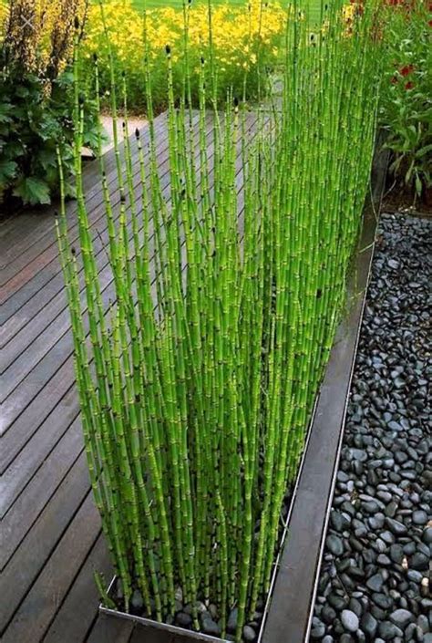 Water Bamboo, Buy Horsetail Equisetum Plant online at Nursery Nisarga