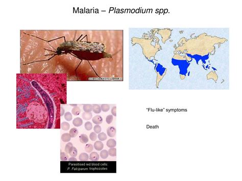 Ppt Parasites Powerpoint Presentation Free Download Id2310959