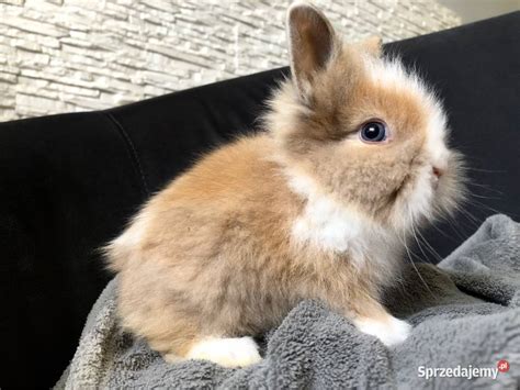 Królik miniaturka króliki miniaturki teddy i karzełki teddy Glinik