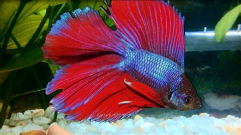 Super Deltas Betta Aquarium Fish India