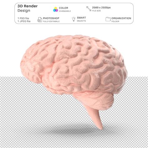 Fichier Psd De Modélisation 3d Du Cerveau Humain Psd Premium