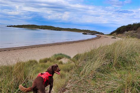 15 of the Best Dog Friendly Beaches in Anglesey