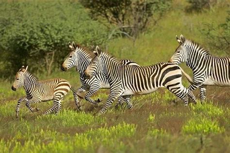 Mountain Zebra - Facts, Habitat, Diet, Adaptations & Pictures