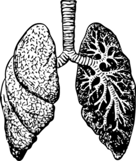 Lung Black And White Clip Art Library