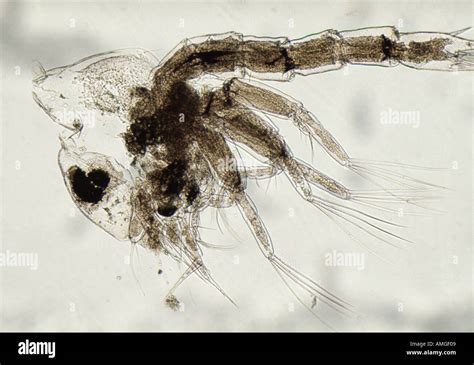 Plankton Crab Zoea Larval Stage Of Crab Reproduction Kelvin Aitken V W