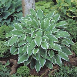 Hosta Albomarginada Compre Barato Em Plantazon Pt