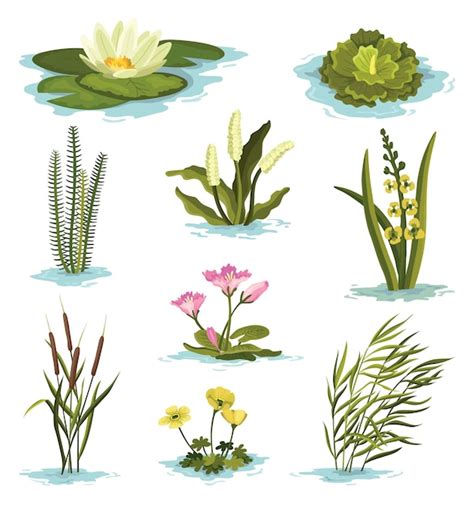 Aquatic Plants Drawing