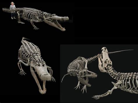 Deinosuchus Skeleton | Gaston Design, Inc.