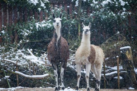 Animals in the snow