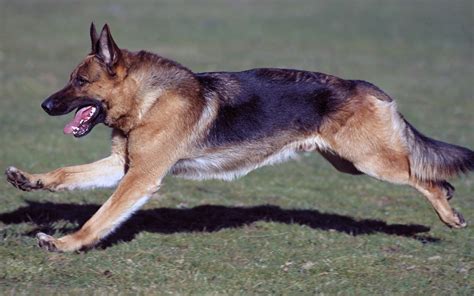 Unraveling the Mystique of German Shepherd Dogs: Traits, Care, and Training - All Big Dog Breeds
