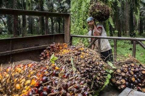 Petani Sawit Harus Punya Sertifikasi ISPO Sebelum 2025 Ada Apa